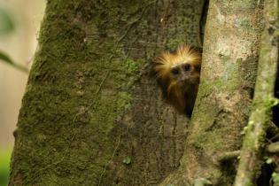 Mähnenäffchen im brasilianischen Urwald von Bahia