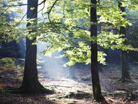 Buchenwald im Spessart