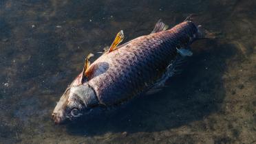 Klimawandel, Toter Fisch in Hamburg, Mühlenteich, im Hitzesommer 2018