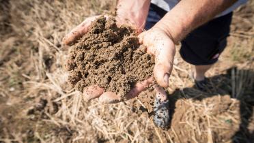 Nach drei Hitze-Sommern ist der Boden staubtrocken