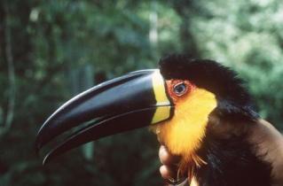 toucan / Tukan