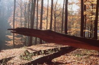 Schorfheide in Brandenburg: Totholz im Buchenwald