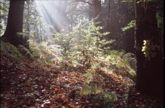 ecoforestry Pfefferberg