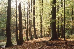 Naturnahe Waldnutzung im Stadtwald von Lübeck.  