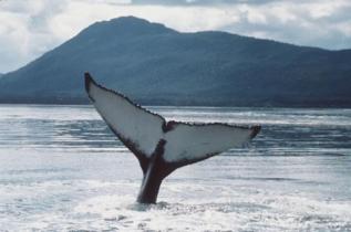 whale flukes