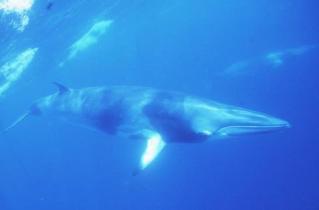 Minkewal  (Balaenoptera acutorostrata) am Great Barrier Reef/Australien  