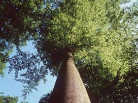 Buchen im Kellerwald