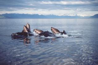 humpback whale