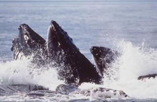 humpback whale