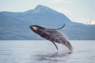 humpback whale