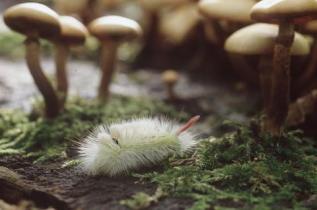 Raupe und Waldpilze im Stadtwald von Lübeck.