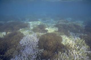 coral bleeching