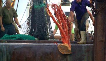 coral bycatch