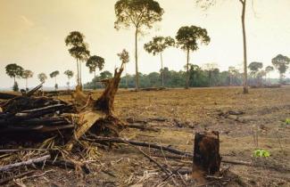 logging Brazil