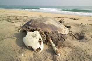 Olive Ridley Turtles