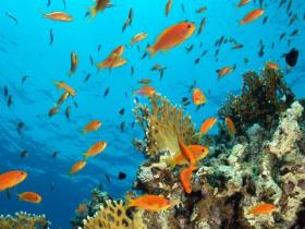 Red Sea coral reef