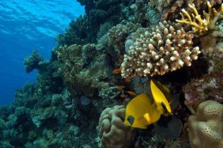 Red Sea coral reef