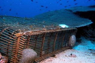 Apo Island Marine Life