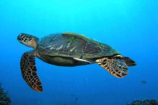 Apo Island Marine Life