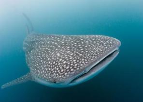 whale shark / Walhai