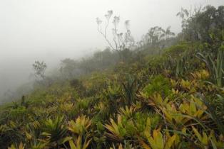 Amazon rainforest