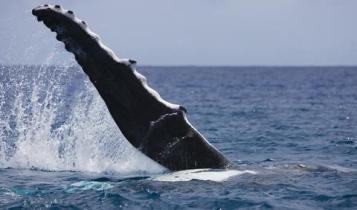 Flosse eines Buckelwals vor der Küste von Rarotonga (Cook Inseln)