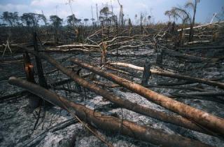 fire clearing in Brazil