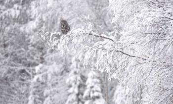 Europas wilde Wälder