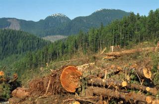 Rodungsgebiet auf Roderick Island, Britisch-Kolumbien, Kanada