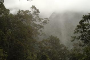 Regenwald in Papua-Neuguinea