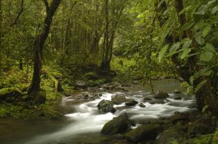 Regenwald in Papua-Neuguinea