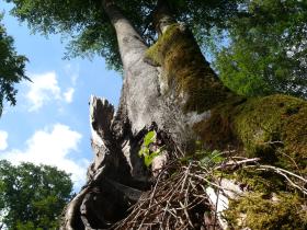 Alte Buche im Spessart