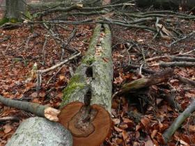 Gefällter Biotopbaum