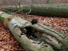 Gefällter Biotopbaum