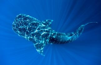 Whale Shark in Cenderawasih Bay