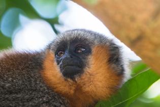 Springaffe im Amazonas-Regenwald