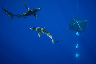 Silky Sharks near a FAD in the Indian Ocean