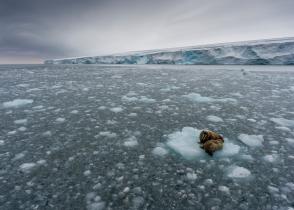 Walruses on Ice Floe at Kvitøya in Svalbard