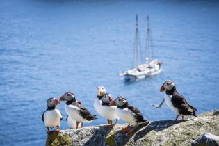 Papageientaucher auf den Shiant-Inseln in Schottland. Im Hintergrund die Beluga II.