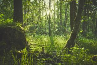 Ein dichter Wald an einem sonnigen Tag