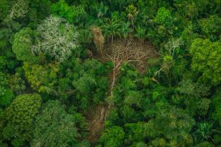 Abholzung im Land der Karipuna, Brasilien