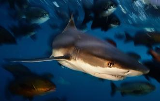 Black Tip Reef Sharks in Raja Ampat, Papua, Indonesia