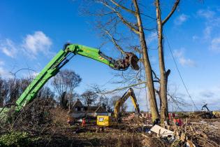 Baum in Lützerath wird gefällt