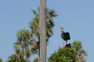 Vogel in den Bañado La Estrella Feuchtgebieten im Gran Chaco