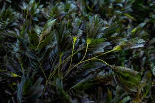 Sea Grass in Shark Bay, Australia