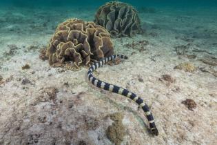 Seeschlange in Shark Bay, Australien