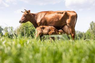 Kalb trinkt bei der Kuh