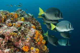 Markus Mauthe Galapagos- Underwater