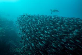 Markus Mauthe Galapagos- Underwater