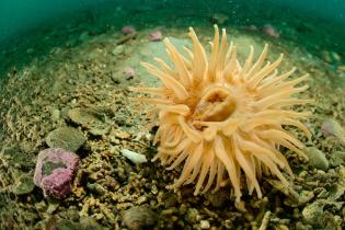 Sea Anemone (Urticina crassicornis) in the Arctic